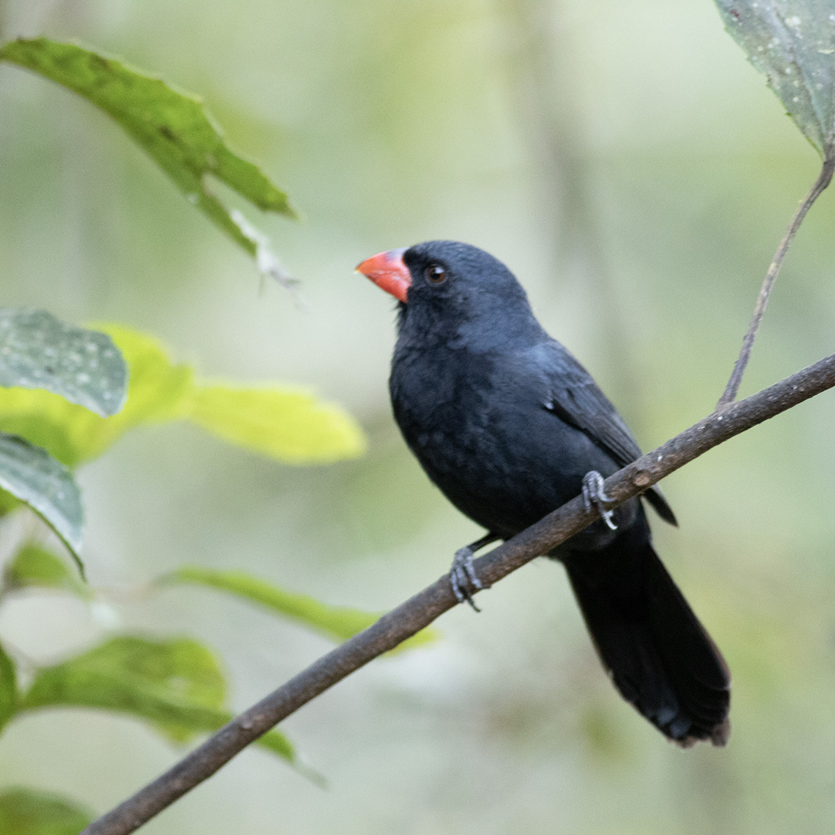 Black-throated Grosbeak